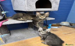 Maine Coon cats for sale: 3 Stunning Maine Coon Boys Ready To Go Now!!! - Image 8