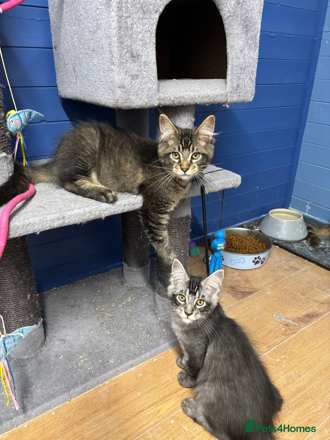 Maine Coon cats for sale: 3 Stunning Maine Coon Boys Ready To Go Now!!! - Image 8