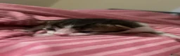 Mixed Breed cats for sale: 6 fluffy babies  - Advert 5