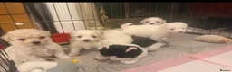 Bichon Frise dogs for sale: Beautiful Bichon Frise Puppies in Luton - Advert 2