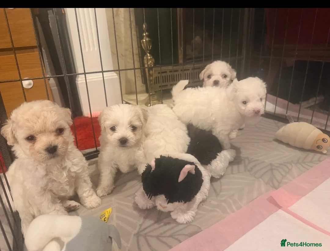 Bichon Frise dogs for sale: Beautiful Bichon Frise Puppies in Luton - Advert 2