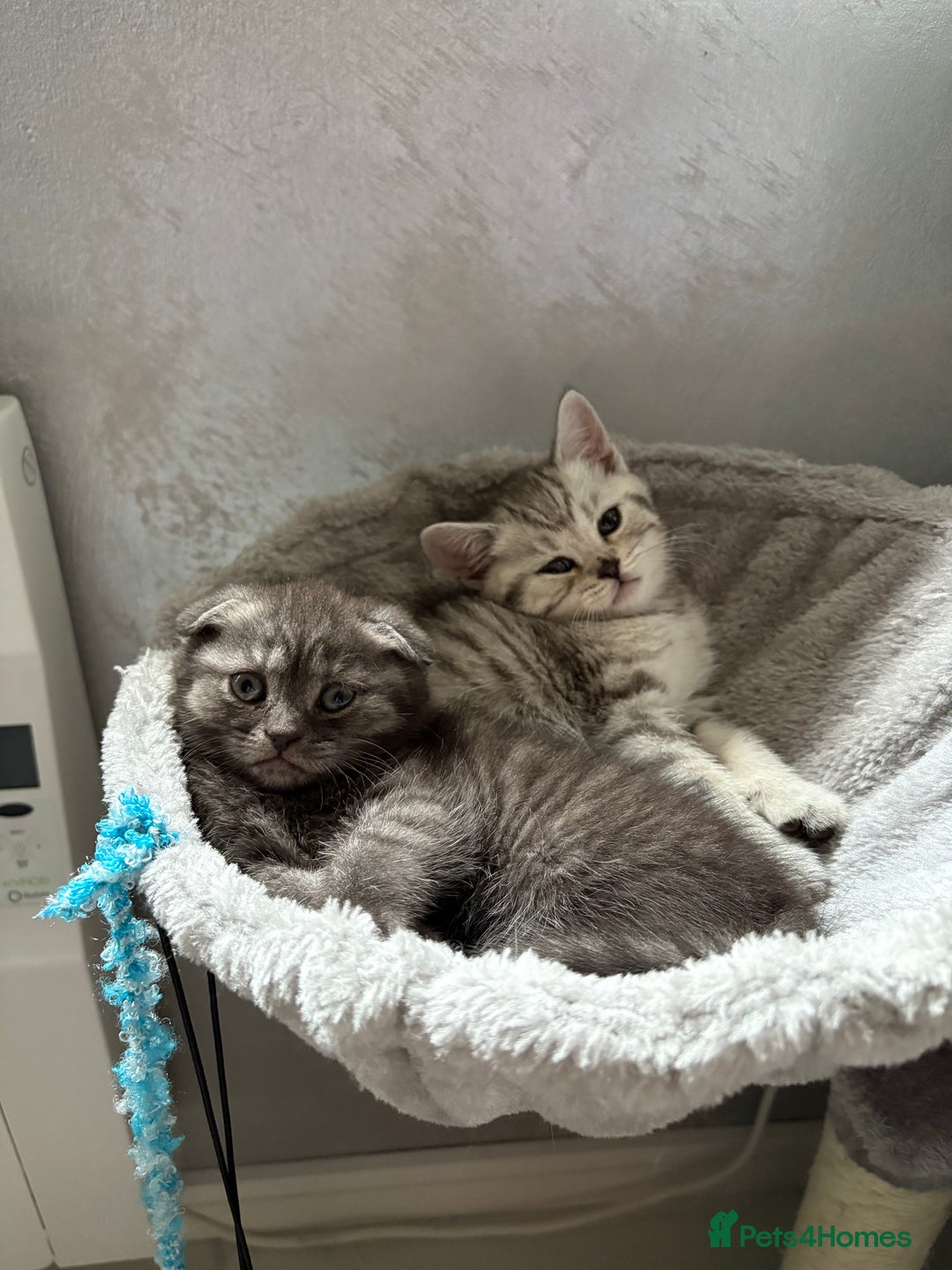 Scottish Fold cats for sale: Scottish fold kittens ready to find new homes - Image 29