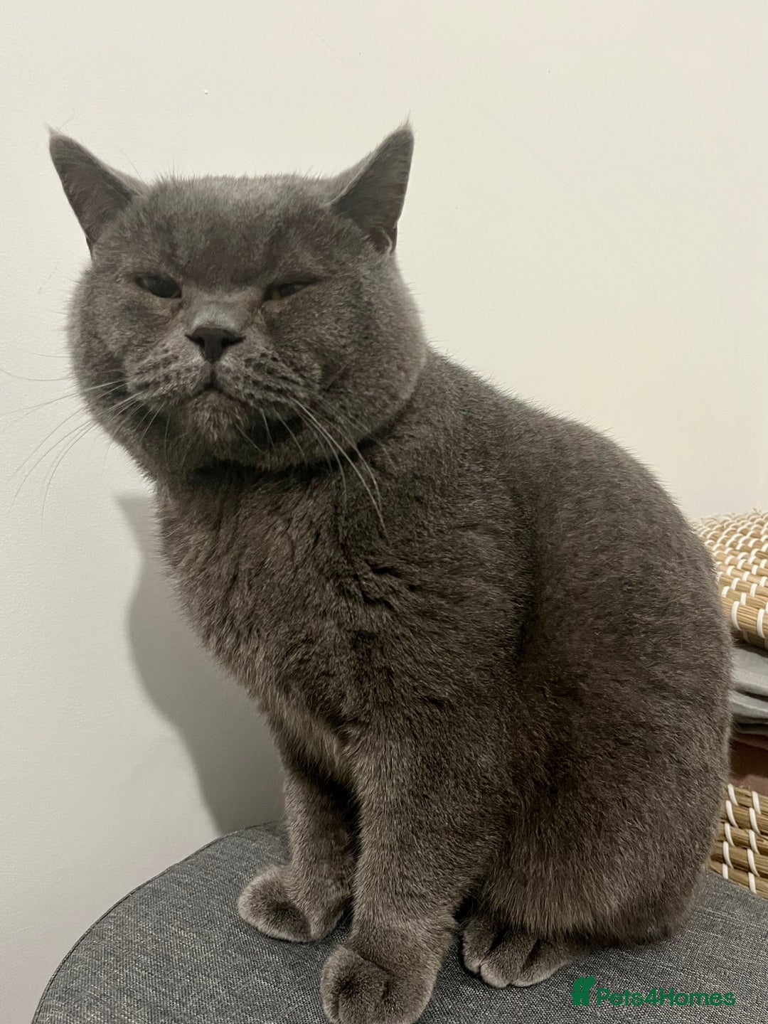 British Shorthair cats for sale: Lovely British Shorthair Cat for Sale – Simba 🐾 - Advert 4