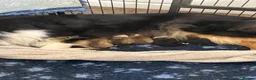 Rough Collie dogs for sale: Non Affected - Sable & White Male Rough Collie  - Advert 8