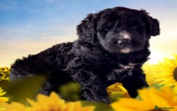 Bernedoodle dogs for sale: 1 boy left gorgeous f1 medium bernedoodle puppies  in Market Drayton - Image 4