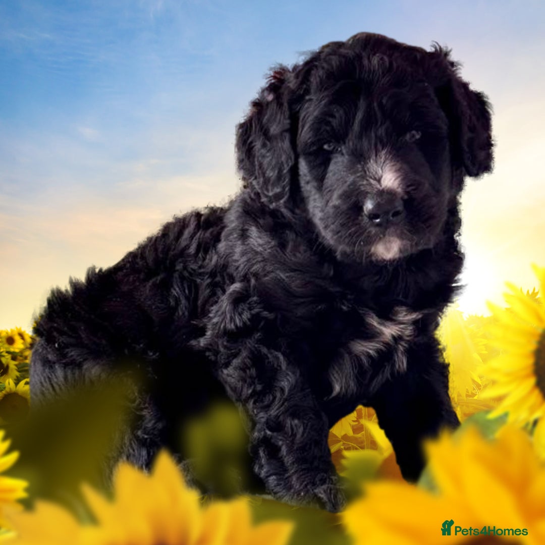 Bernedoodle dogs for sale: 1 boy left gorgeous f1 medium bernedoodle puppies  in Market Drayton - Image 4