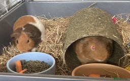Guinea Pig rodents for sale: Two Guinea pigs - Image 1