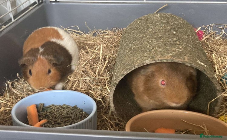 Guinea Pig rodents - Advert 1