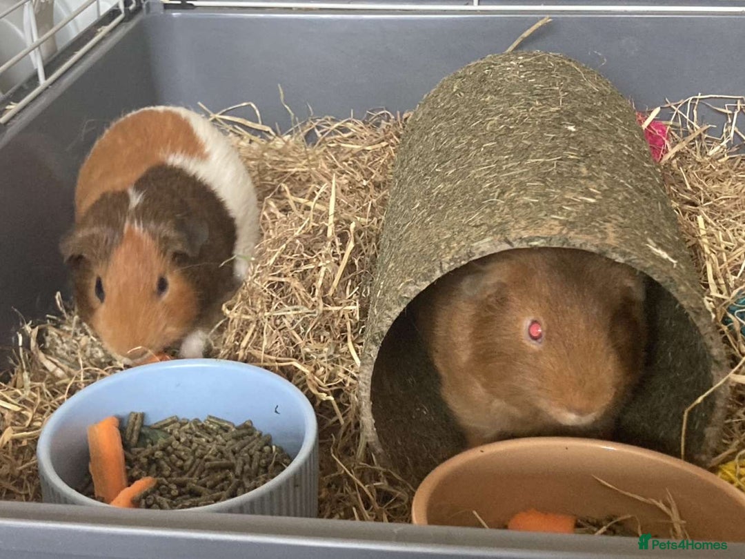Guinea Pig rodents for sale: Two Guinea pigs - Image 1