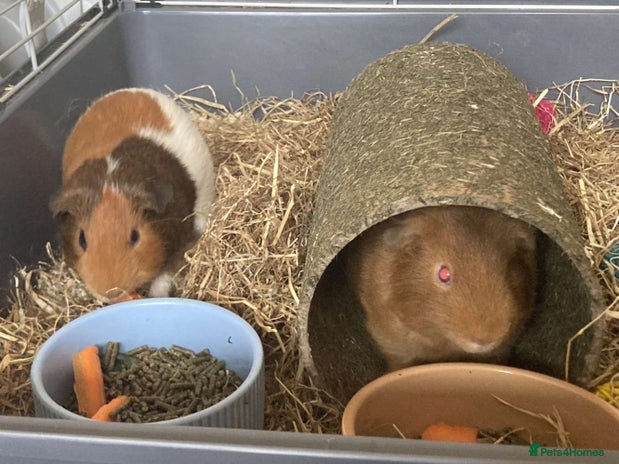Guinea Pig rodents - Advert 8
