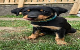 Rottweiler dogs for sale: Healthy Rottweiler puppies ready now  - Image 23