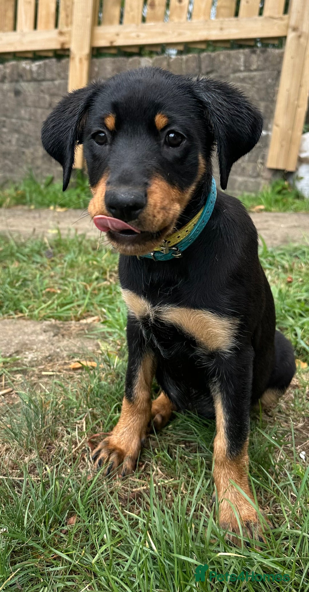 Rottweiler dogs for sale: Healthy Rottweiler puppies ready now  - Image 23