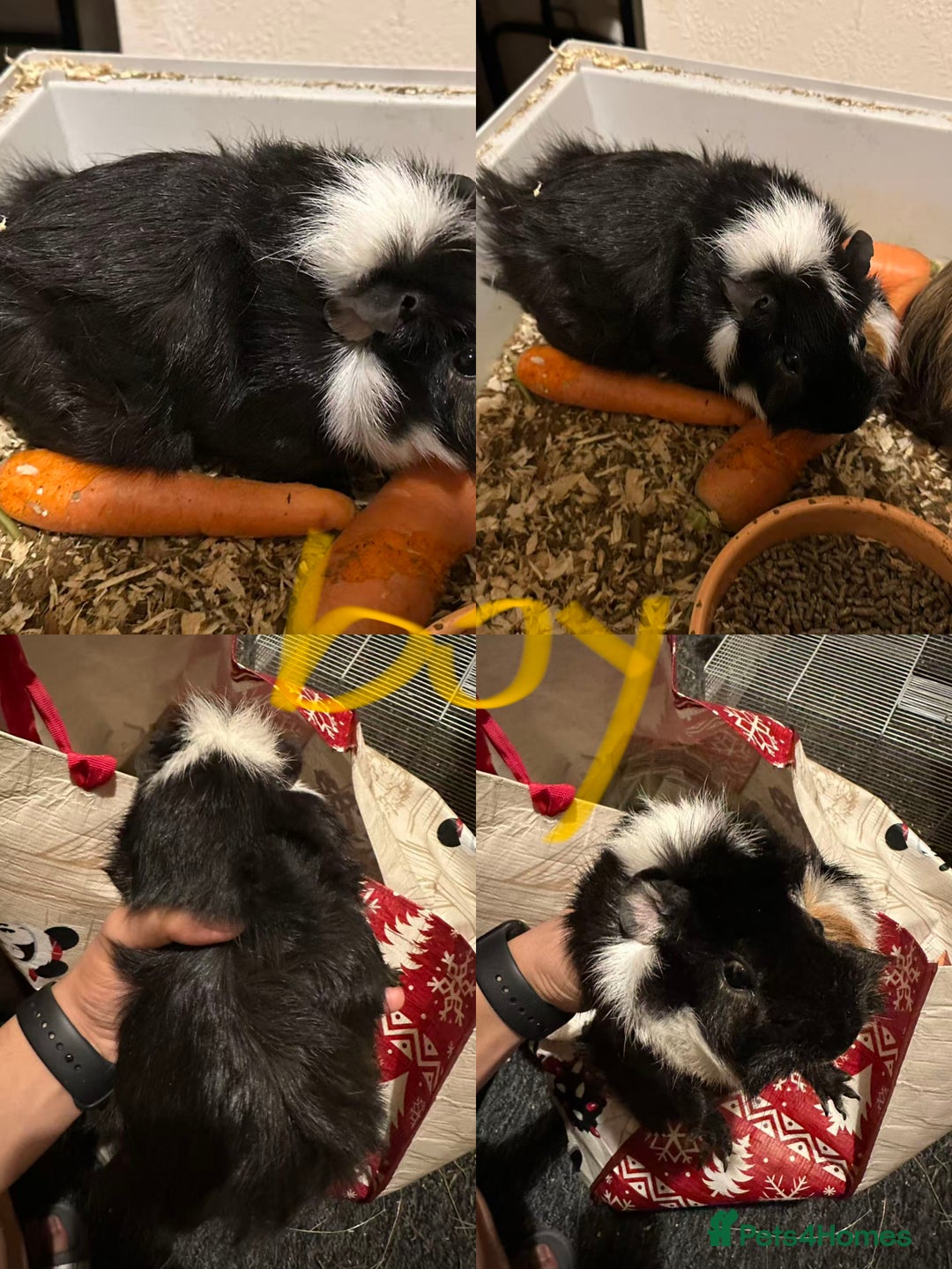 Guinea Pig rodents for sale: Lovely and friendly guinea pigs - Advert 3