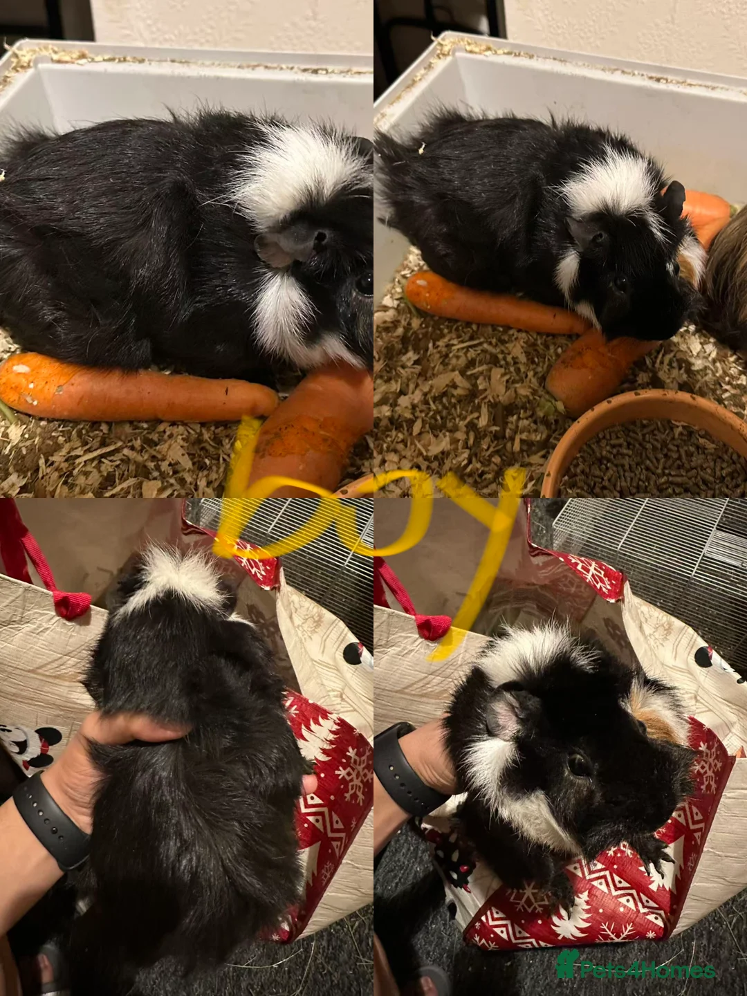 Guinea Pig rodents for sale: Lovely and friendly guinea pigs - Advert 3