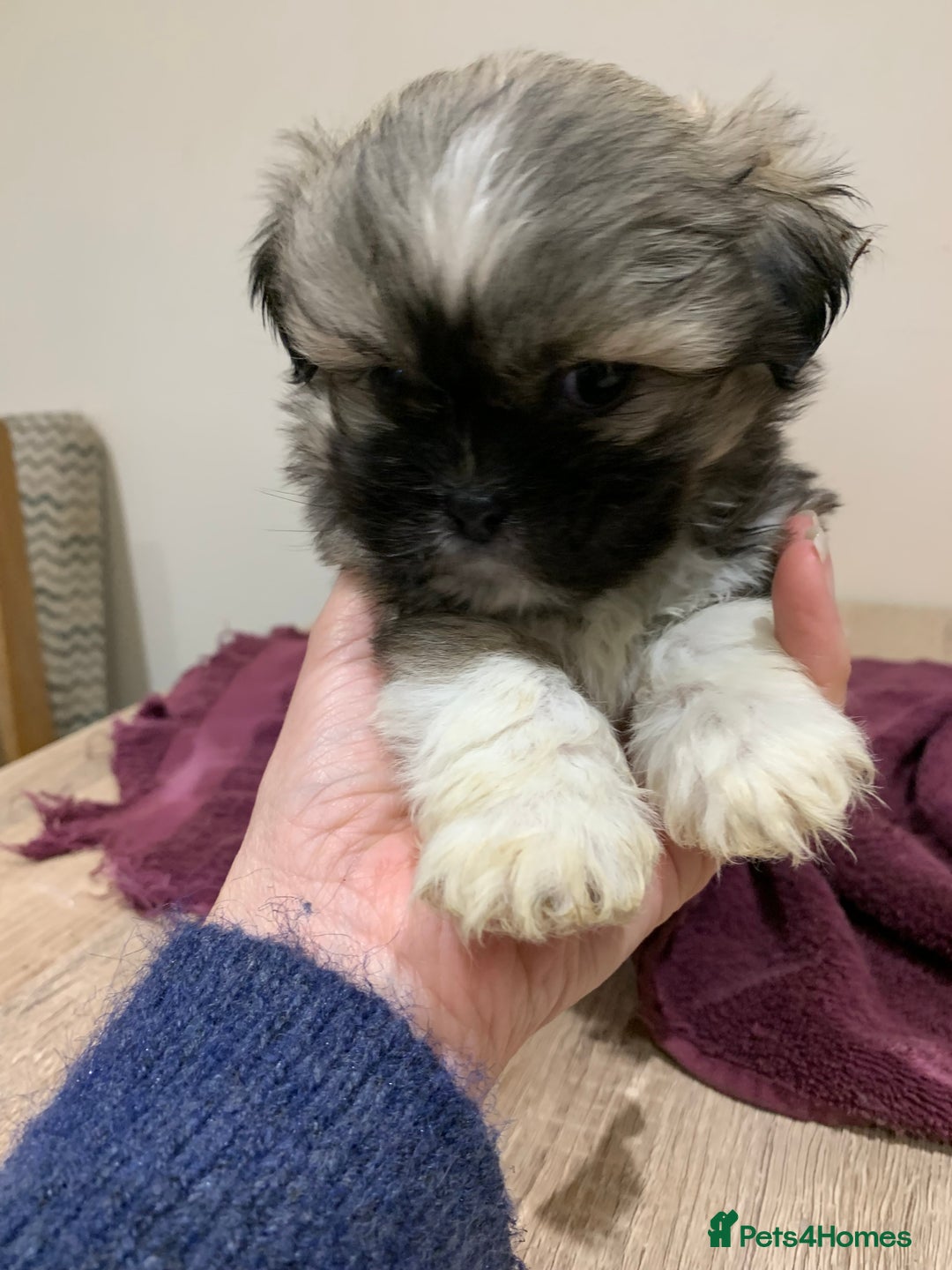Lhasa Apso dogs for sale: Adorable Lhasa Apso puppies for sale - Advert 4