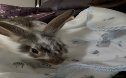 Mixed Breed rabbits for sale: 2 male bunnies - Image 2