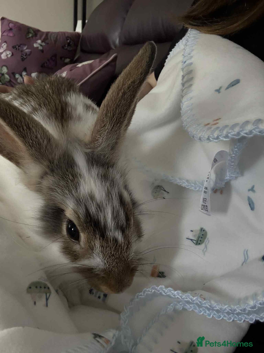 Mixed Breed rabbits for sale: 2 male bunnies - Image 2