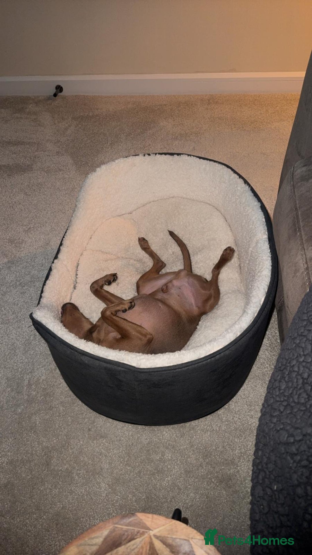 Miniature Pinscher dogs for sale: Blue & Fawn Male, House Trained Miniature Pincher  - Advert 3