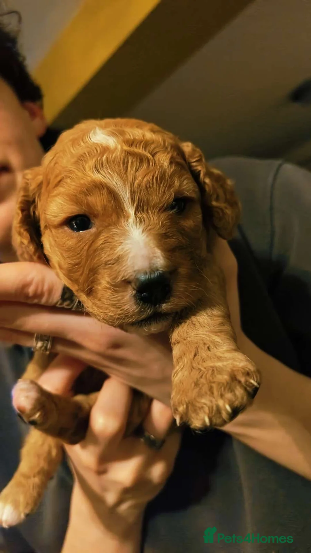 Mixed Breed dogs for sale: gorgeous cockacavapoochon for sale!! - Advert 8