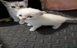 Scottish Fold cats for sale: 🐾 Beautiful Scottish Fold Kittens (3 Reserved) 🐾 - Image 20