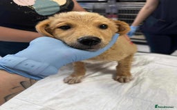 Mixed Breed dogs for adoption: Fanta for adoption - Image 6