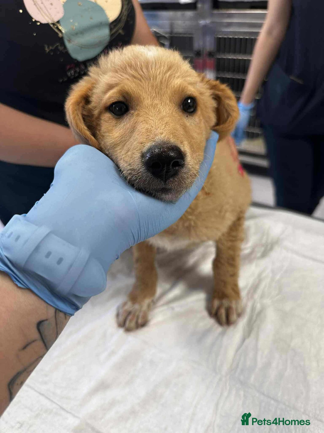 Mixed Breed dogs for adoption: Fanta for adoption - Image 6
