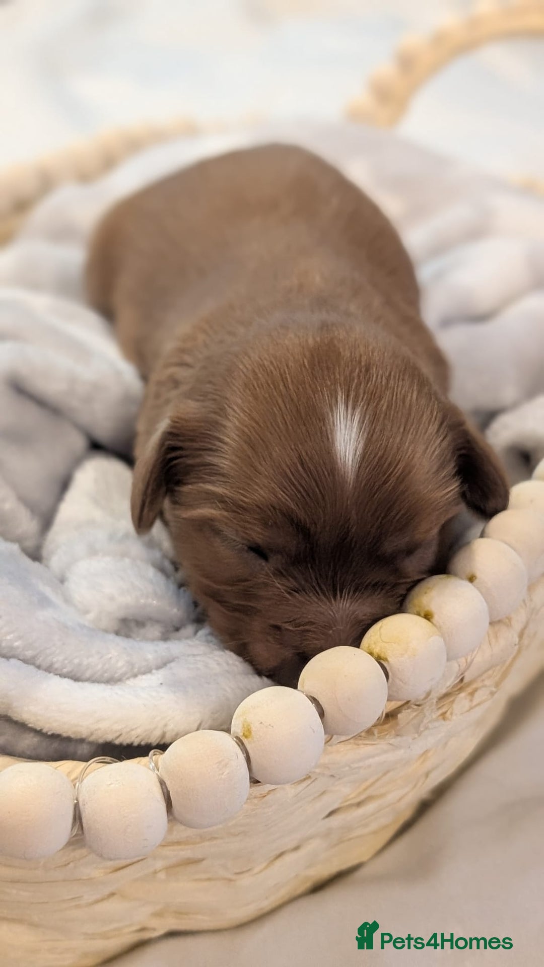 Cavapoo dogs for sale: Rare extensively health tested F1 cavapoos  - Image 22