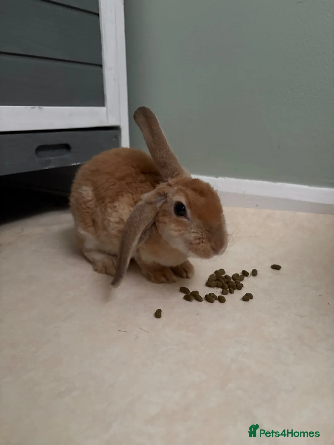 Mixed Breed rabbits for sale: Lop x Rex rabbit - Advert 2