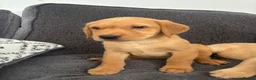 Labrador Retriever dogs for sale: Beautiful KC registered Labrador retriever puppies in Swansea - Advert 39