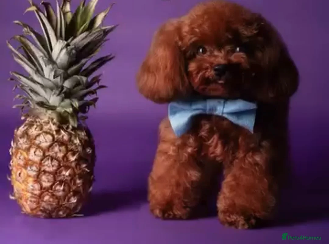Toy Poodle dogs for sale: 🐩🤎Exceptional Deep Red Toy Poodle Puppies 🤎🐩  - Advert 7