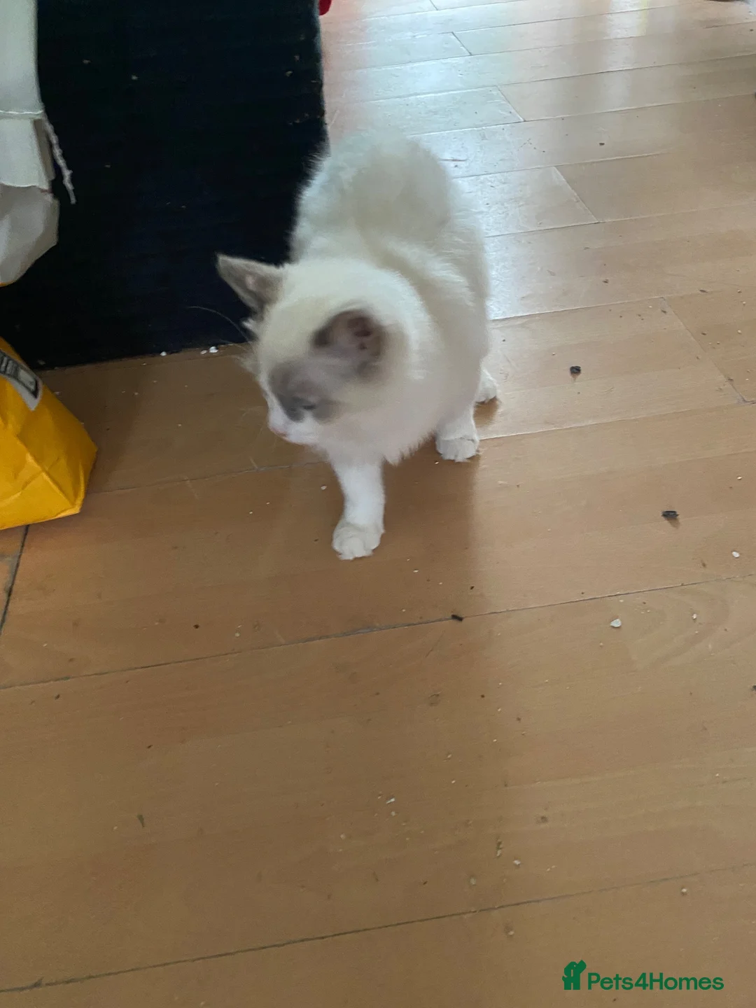 Ragdoll cats for sale: Beautiful ragdoll  - Advert 3