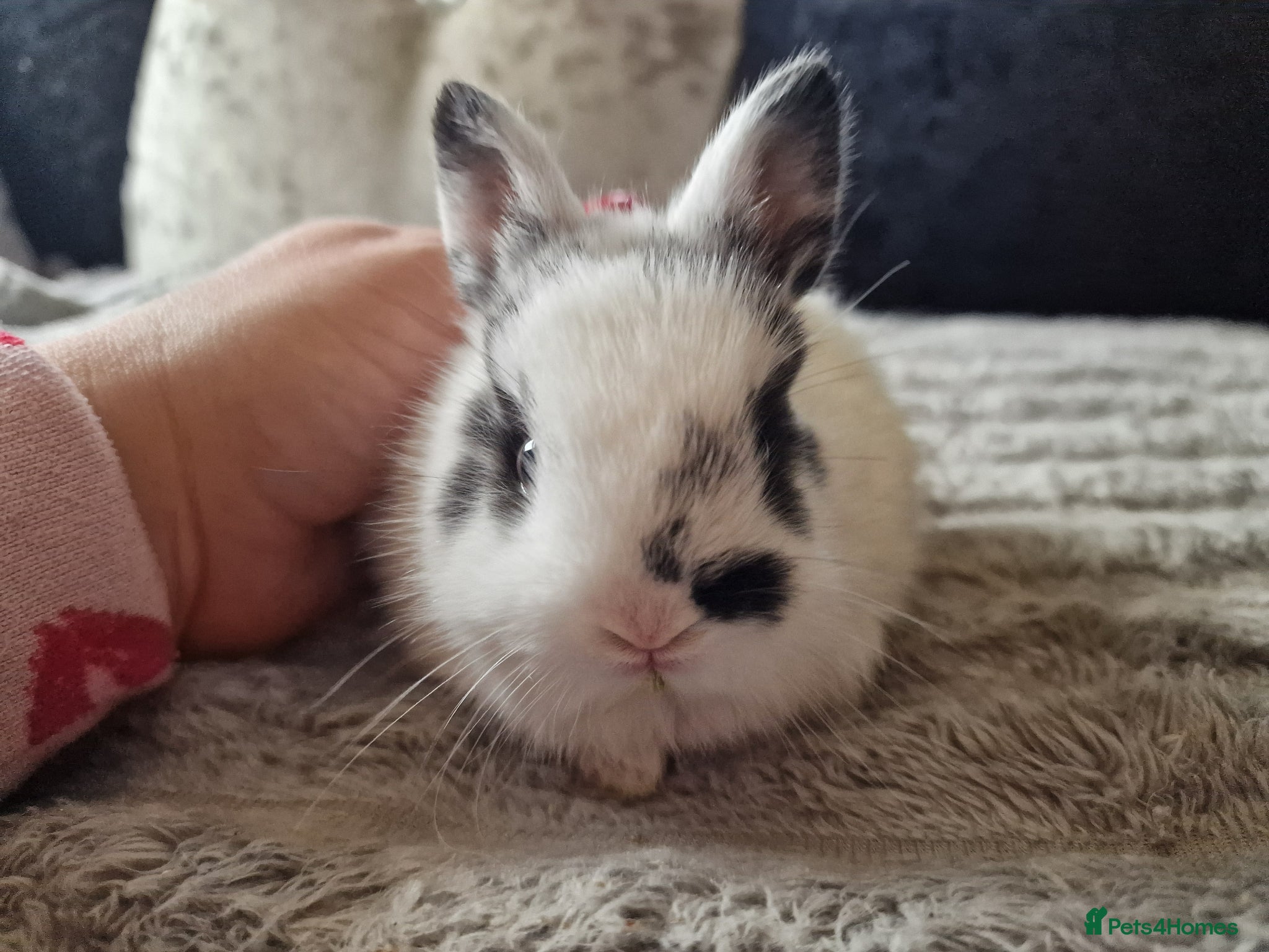 Netherland Dwarf rabbits Netherland dwarf boy - Advert 11