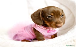 Miniature Dachshund dogs for sale: READY NOW PRA CLEAR DACHSHUND PUPPIES - Image 7
