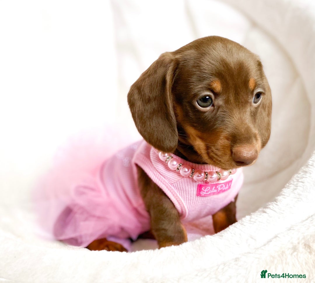 Miniature Dachshund dogs for sale: READY NOW PRA CLEAR DACHSHUND PUPPIES - Image 7