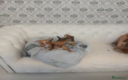 Chihuahua dogs for sale: Ready now 3 chihuahua boys looking for their home - Image 2