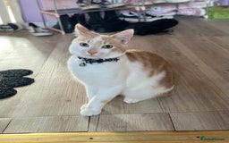 Mixed Breed cats for sale: Ginger cat - Moro - Image 12