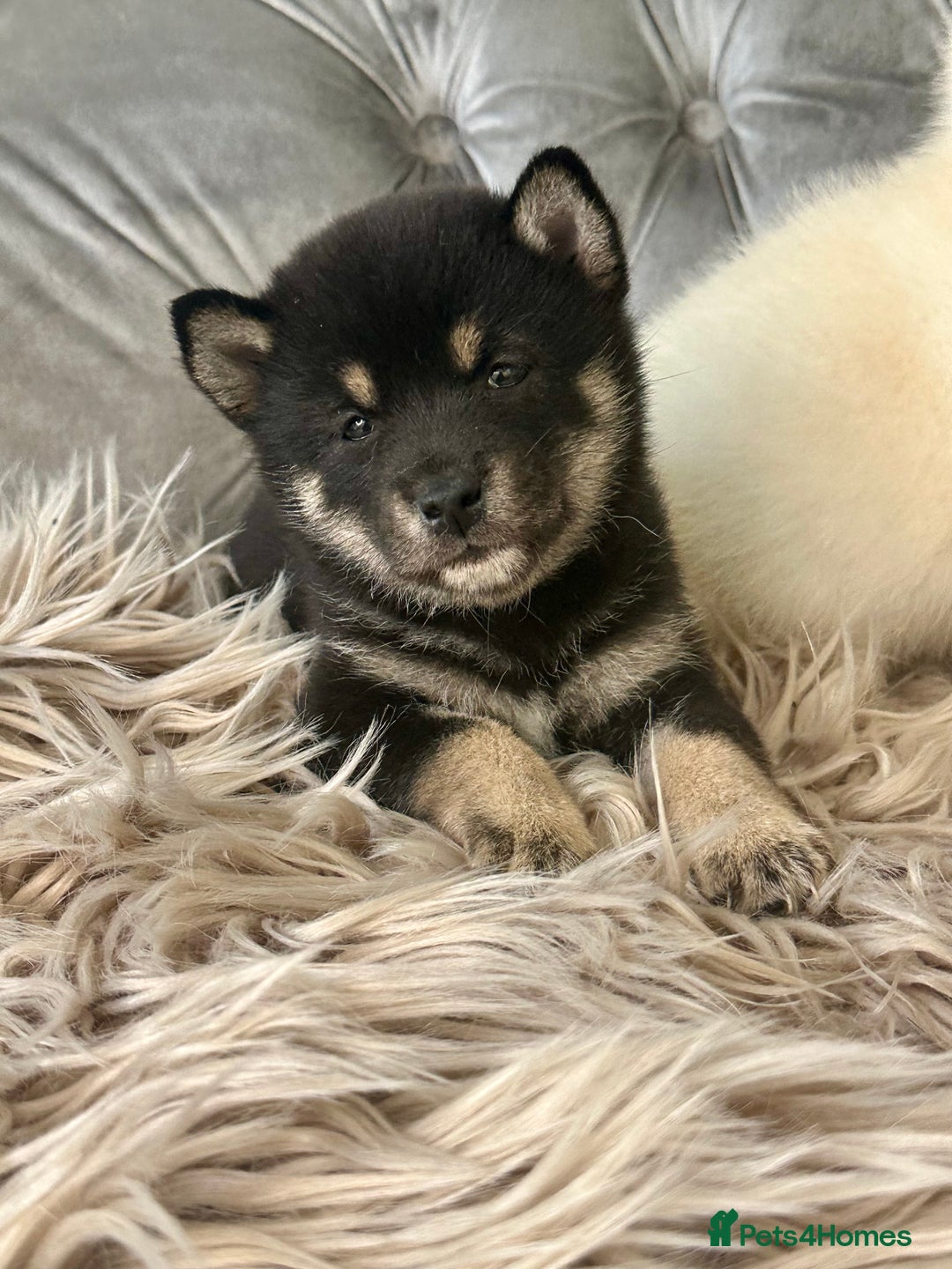 Japanese Shiba Inu dogs for sale: Japanese Shiba Inu puppies HEALTH TESTED - Advert 14