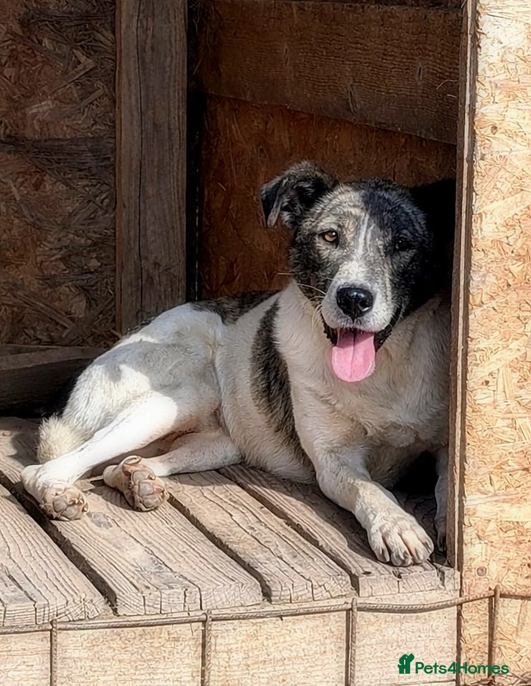 Mixed Breed dogs for adoption: 💛🐾Marley, 5 years waiting… will he be chosen? 💛 - Advert 2