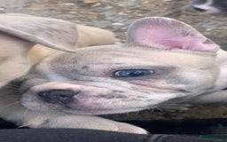French Bulldog dogs for sale: French bulldog puppies with lilac and merle  - Image 31