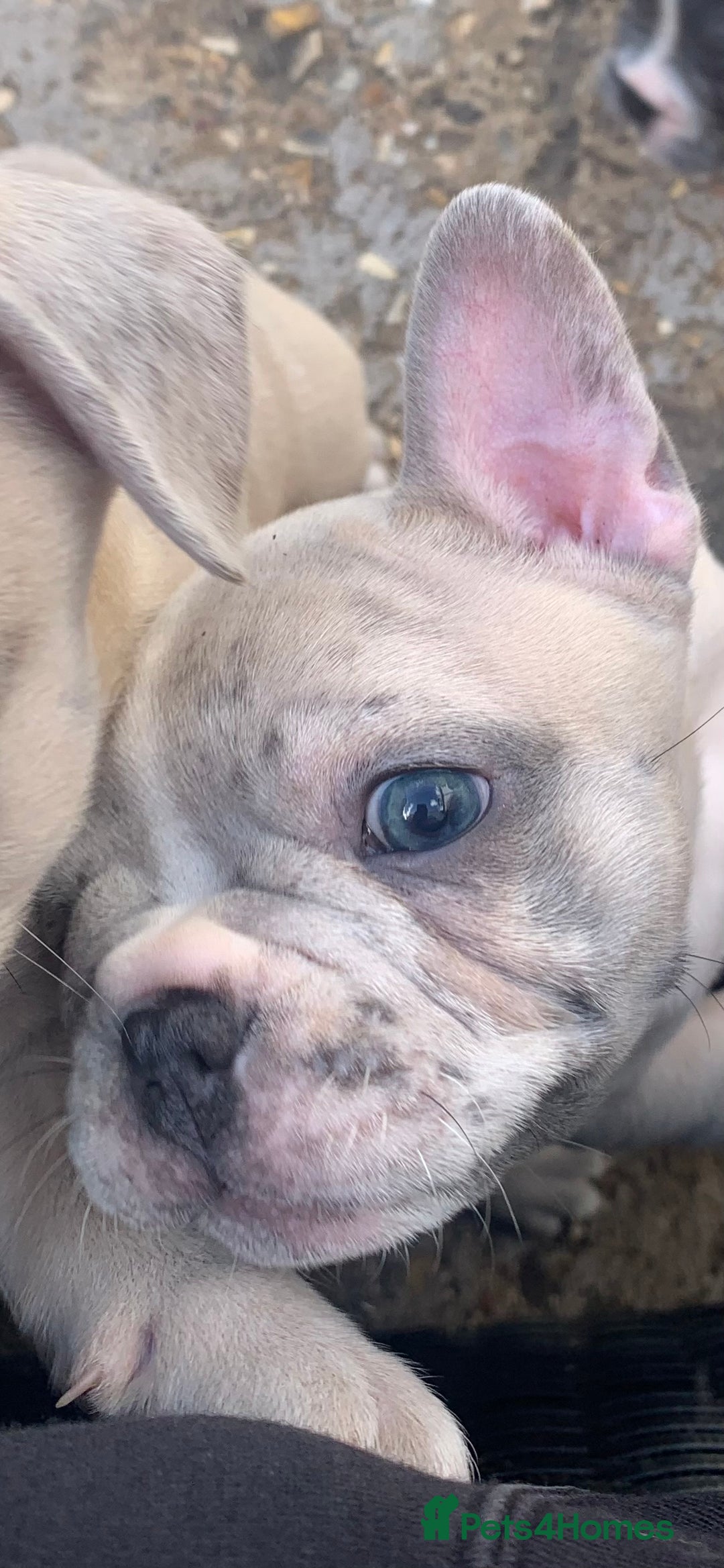 French Bulldog dogs for sale: French bulldog puppies with lilac and merle  - Image 31