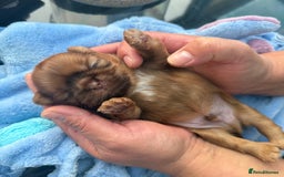 Shih Tzu dogs for sale: Doll face shih tzu tri colour puppy’s  - Image 4