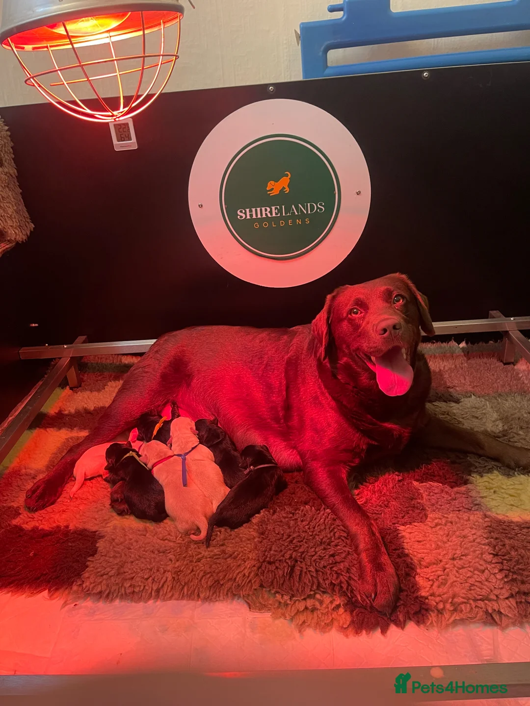 Goldador dogs for sale: Stunning Goldador Puppies  - Advert 1