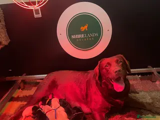 Goldador dogs Stunning Goldador Puppies - Advert 3