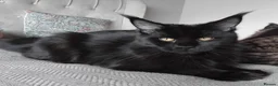 Maine Coon cats for sale: Big size maine coon, black with white in Orpington - Advert 2