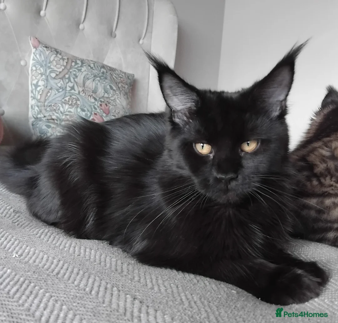 Maine Coon cats for sale: Big size maine coon, black with white in Orpington - Advert 2
