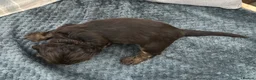 Cocker Spaniel dogs for sale: KC registered Show cocker spaniel  in King's Lynn - Advert 7