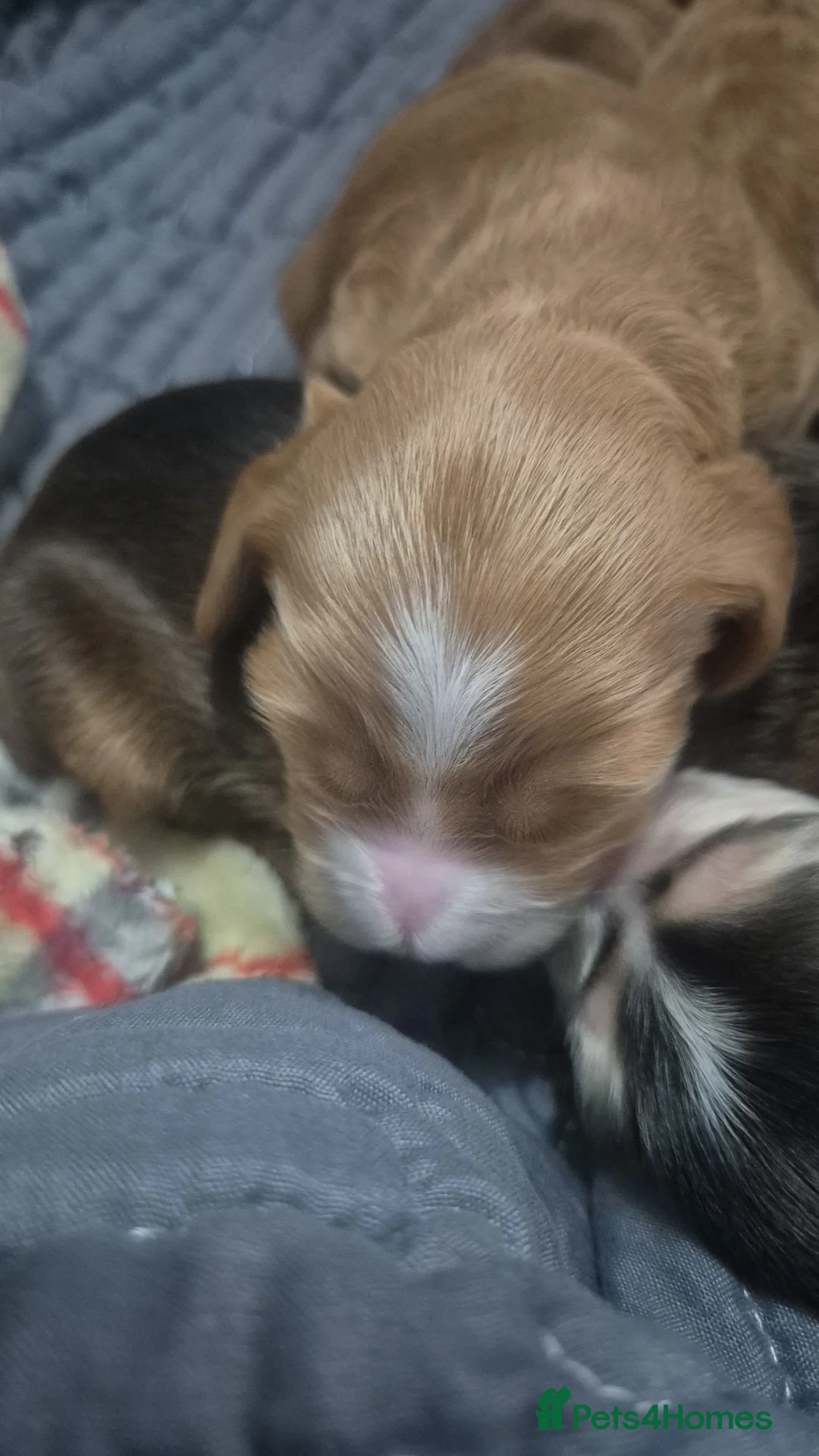 Cockapoo dogs for sale: Beautiful cockapoo puppies - Advert 11