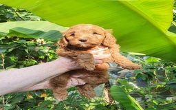 Cavapoo dogs for sale: Deep red Cavapoo puppies - Image 6
