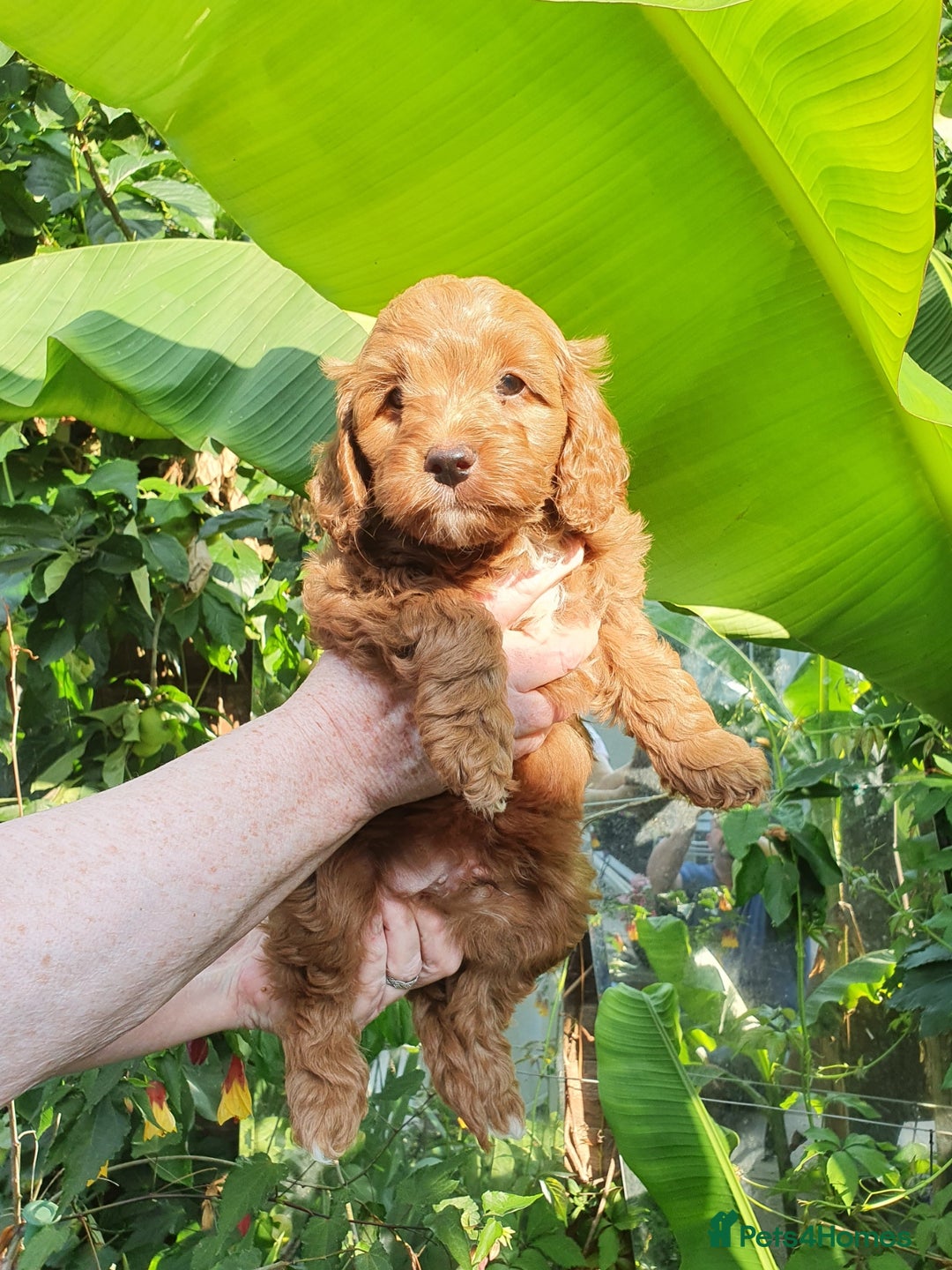 Cavapoo dogs for sale: Deep red Cavapoo puppies - Image 6