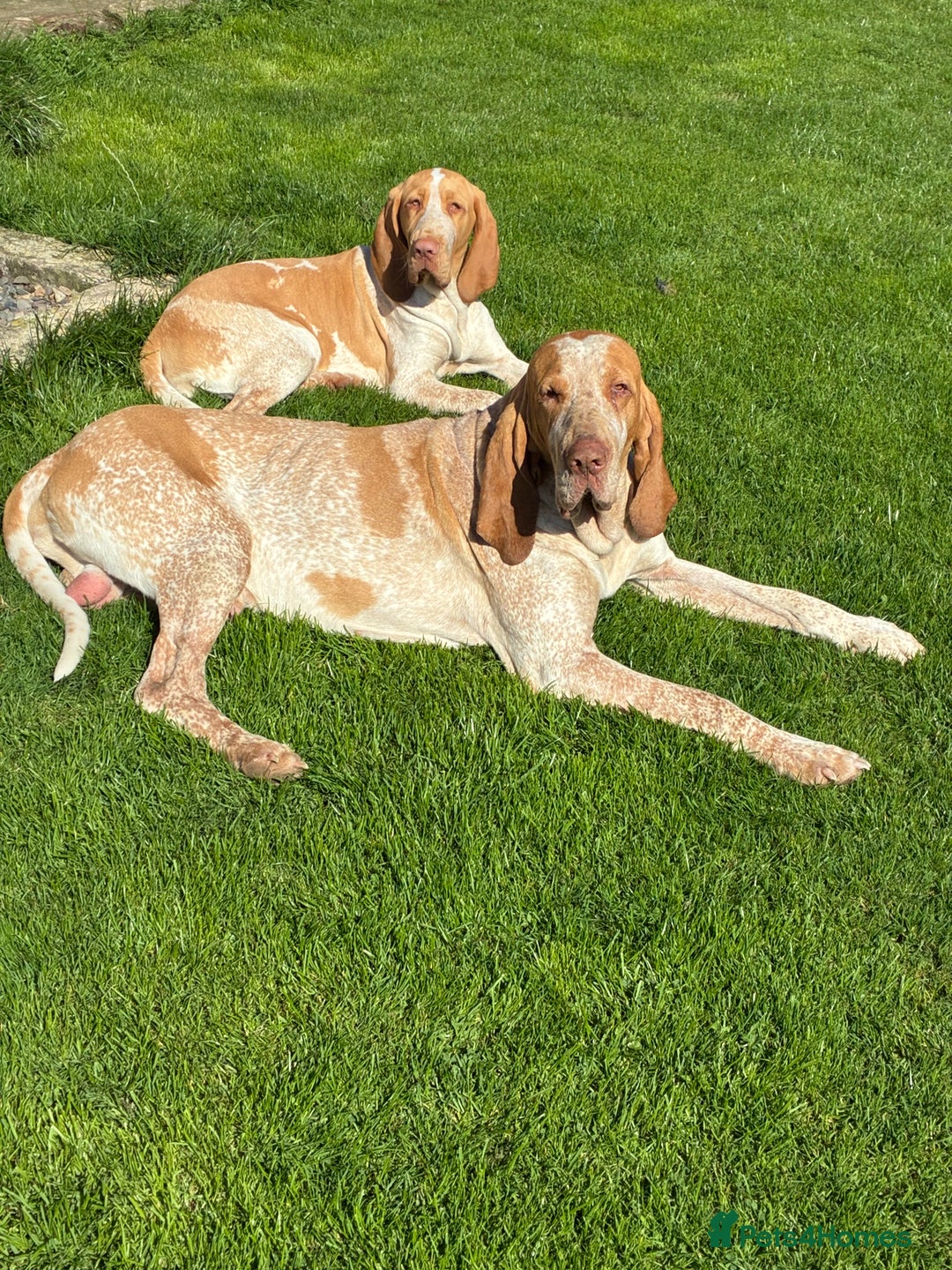 Bracco Italiano dogs for sale: Lovely female Bracco  - Advert 3
